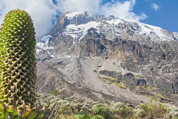 Lemosho Route Kilimanjaro