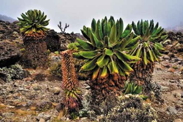 7 Days Kilimanjaro Trekking