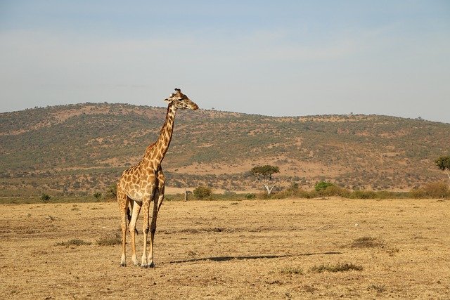 Package image