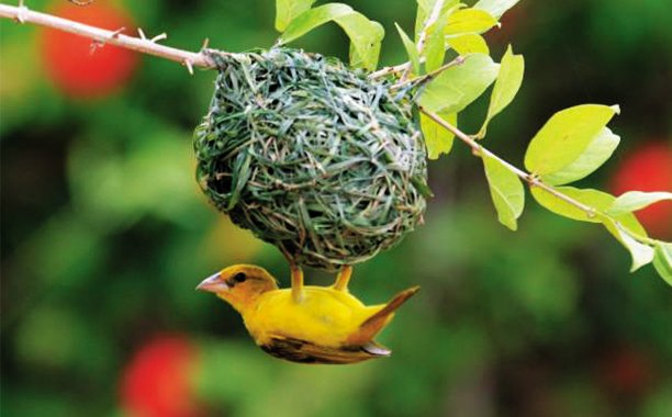 Package image