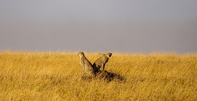 Package image