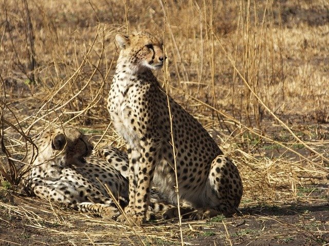 Package image